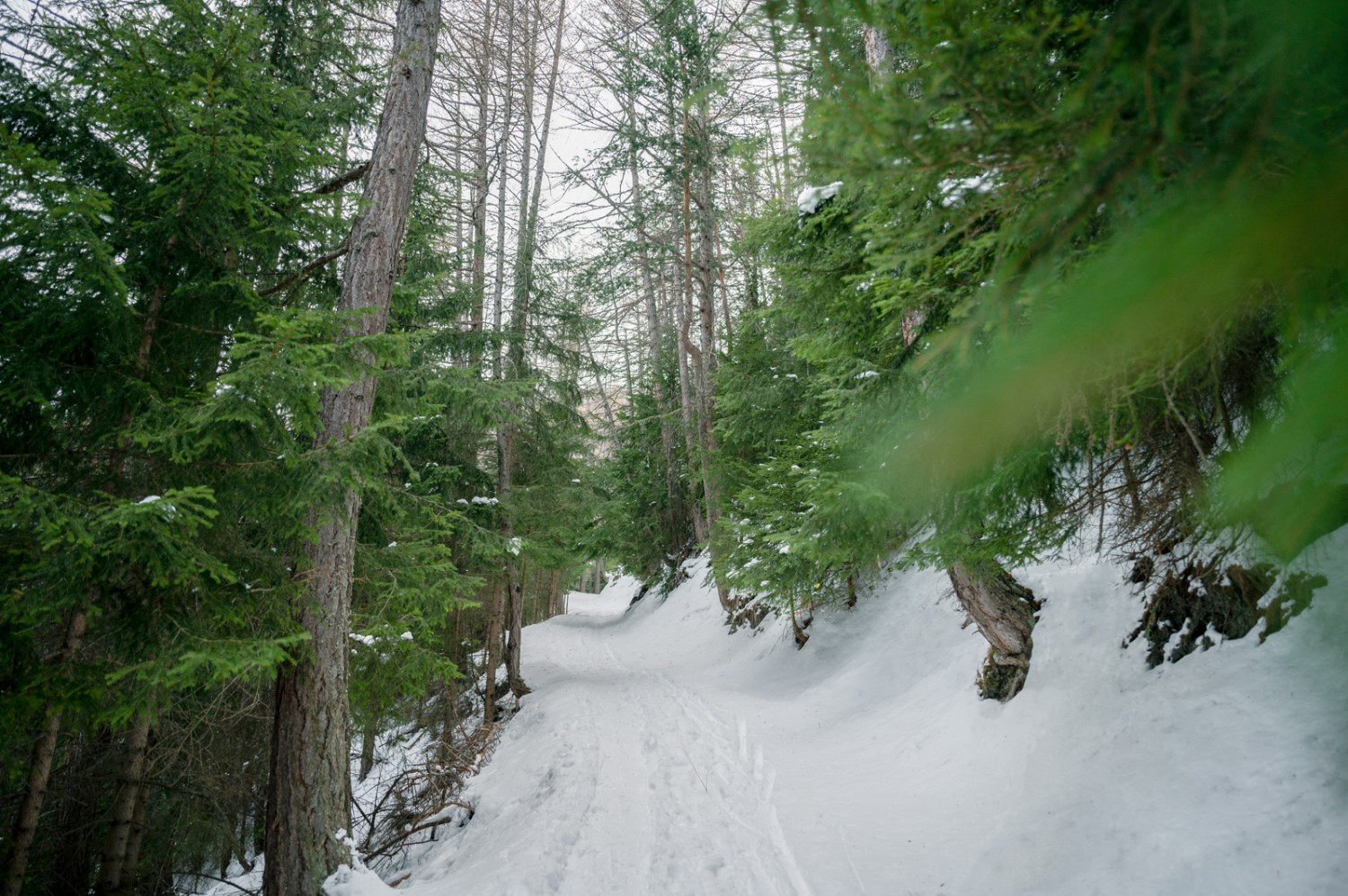 La randonnée en raquettes commence sur un chemin étroit qui traverse un bois. Photo: Jon Guler 