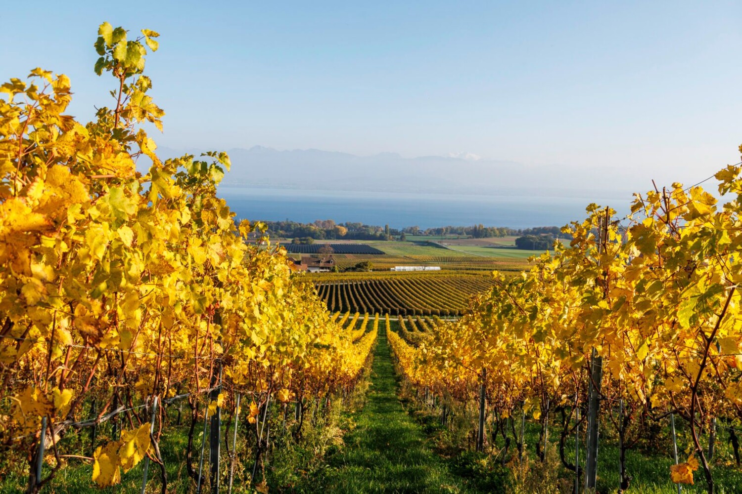Une vue impressionnante sur les vignes, le lac Léman et les Alpes savoyardes