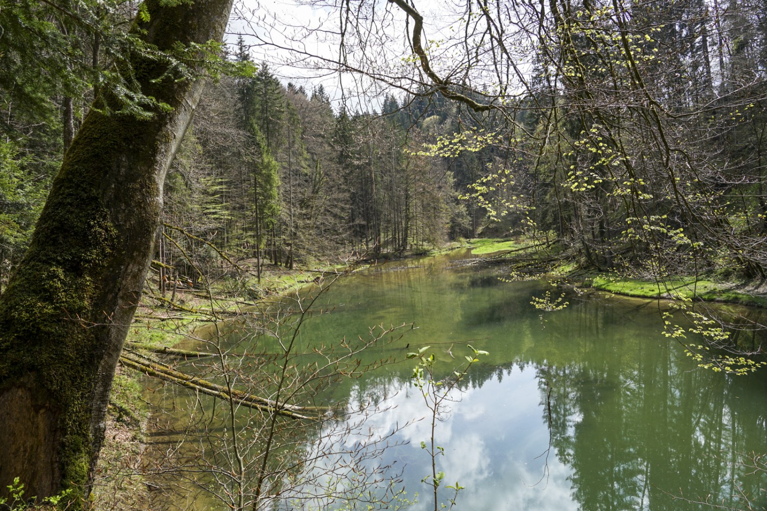 Plusieurs petits lacs de barrage se trouvent dans les gorges du Wissbach. Photo: Reto Wissmann