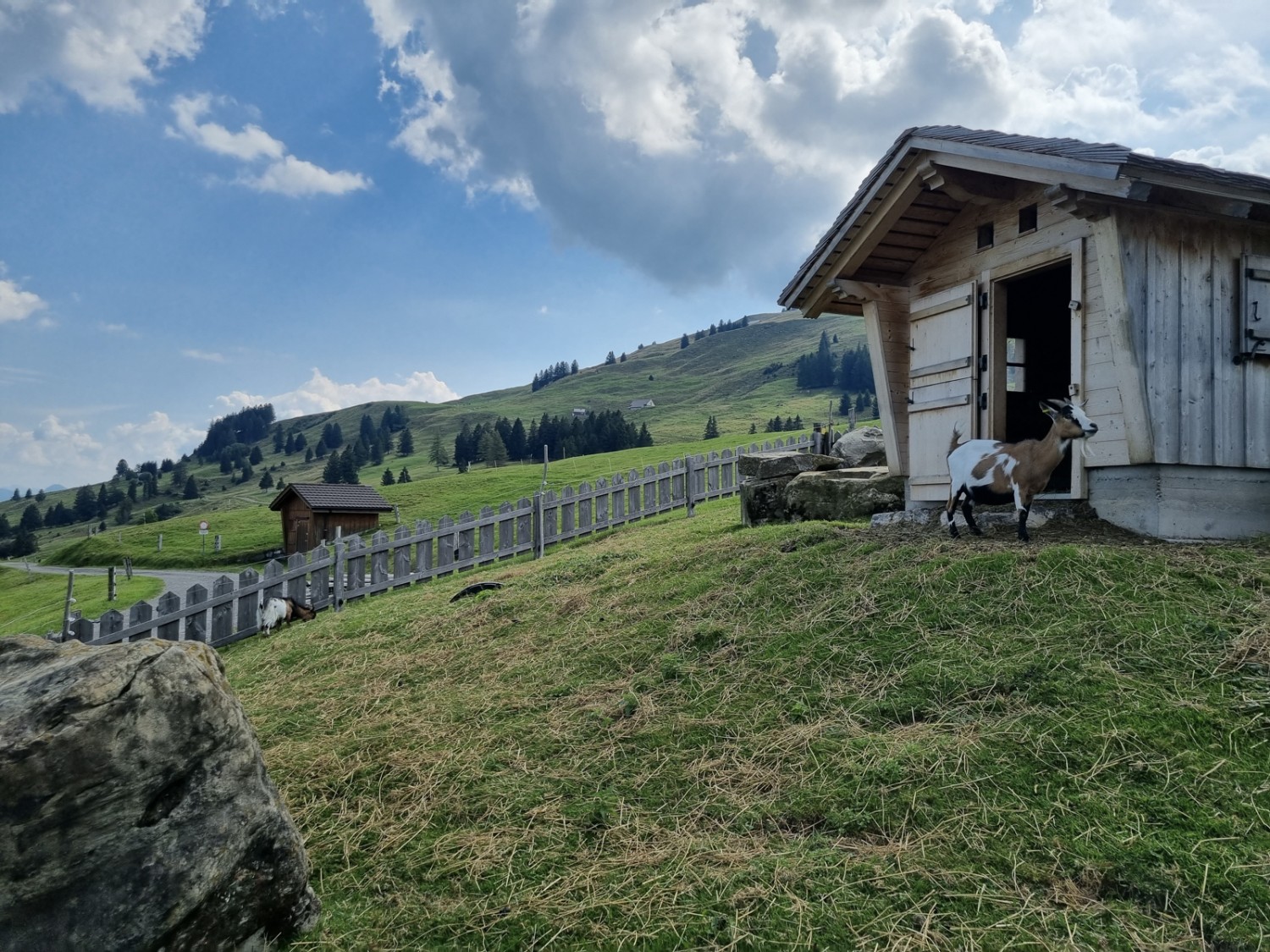 Compagnes de route divertissantes: les chèvres naines curieuses du Berggasthaus Eggli ne manquent jamais de faire sourire les hôtes. Photo: Natalie Stöckli