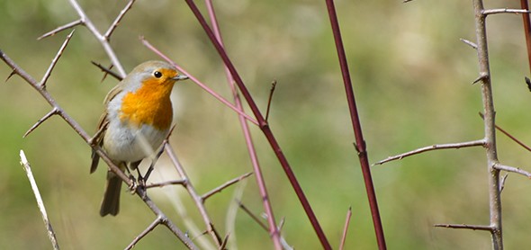 Un rouge-gorge se repose dans un buisson du Gippinger Grien. Photo: Heinz Staffelbach