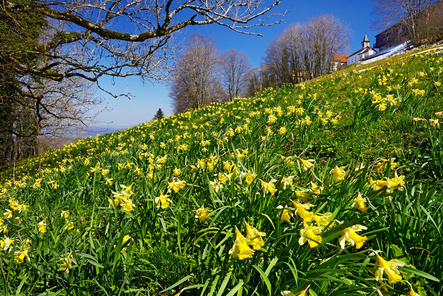 Peu avant Roche-d’Or, on trouve un grand champ couvert de narcisses jaunes. Photos: natur-welten.ch