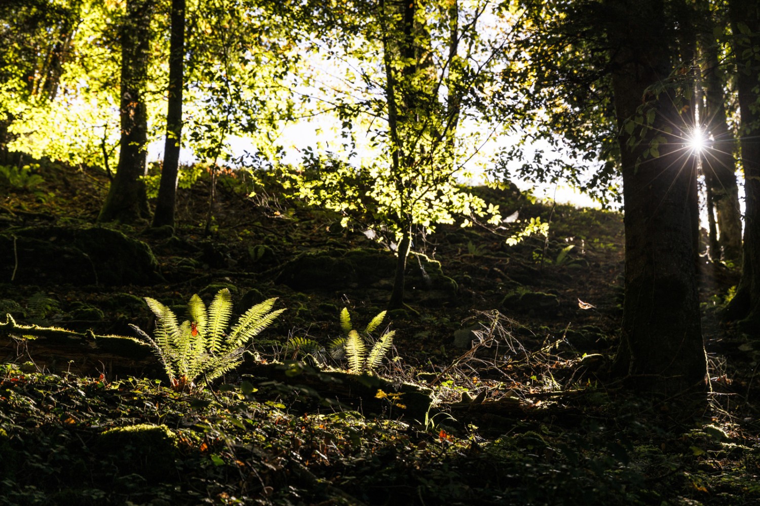 Fougères au soleil près de Chez Grisard en direction de Montfavergier. Photo: Severin Nowacki