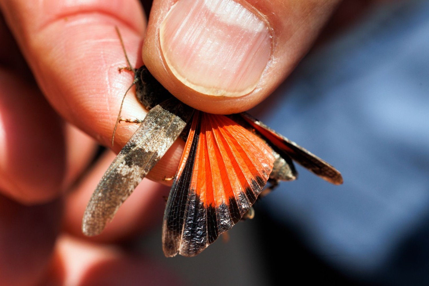 Les personnes expérimentées peuvent aussi tenir doucement ces insectes et observer leurs ailes. Ici, une œdipode rouge.