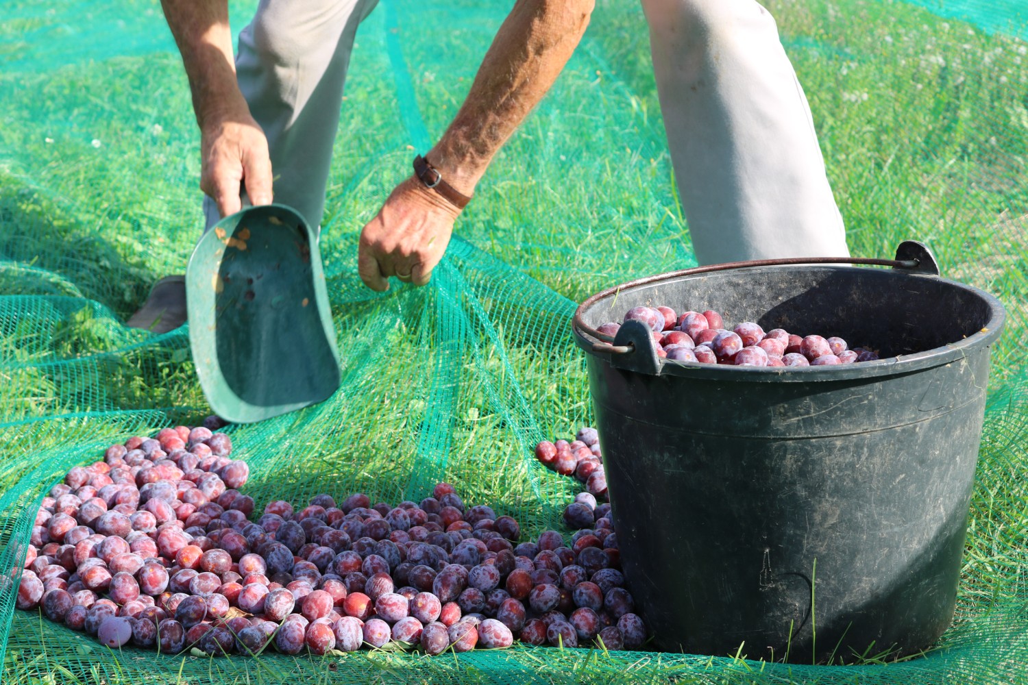 Les fruits du damassinier sont ramassés à la main, dans des filets. Photo: màd
