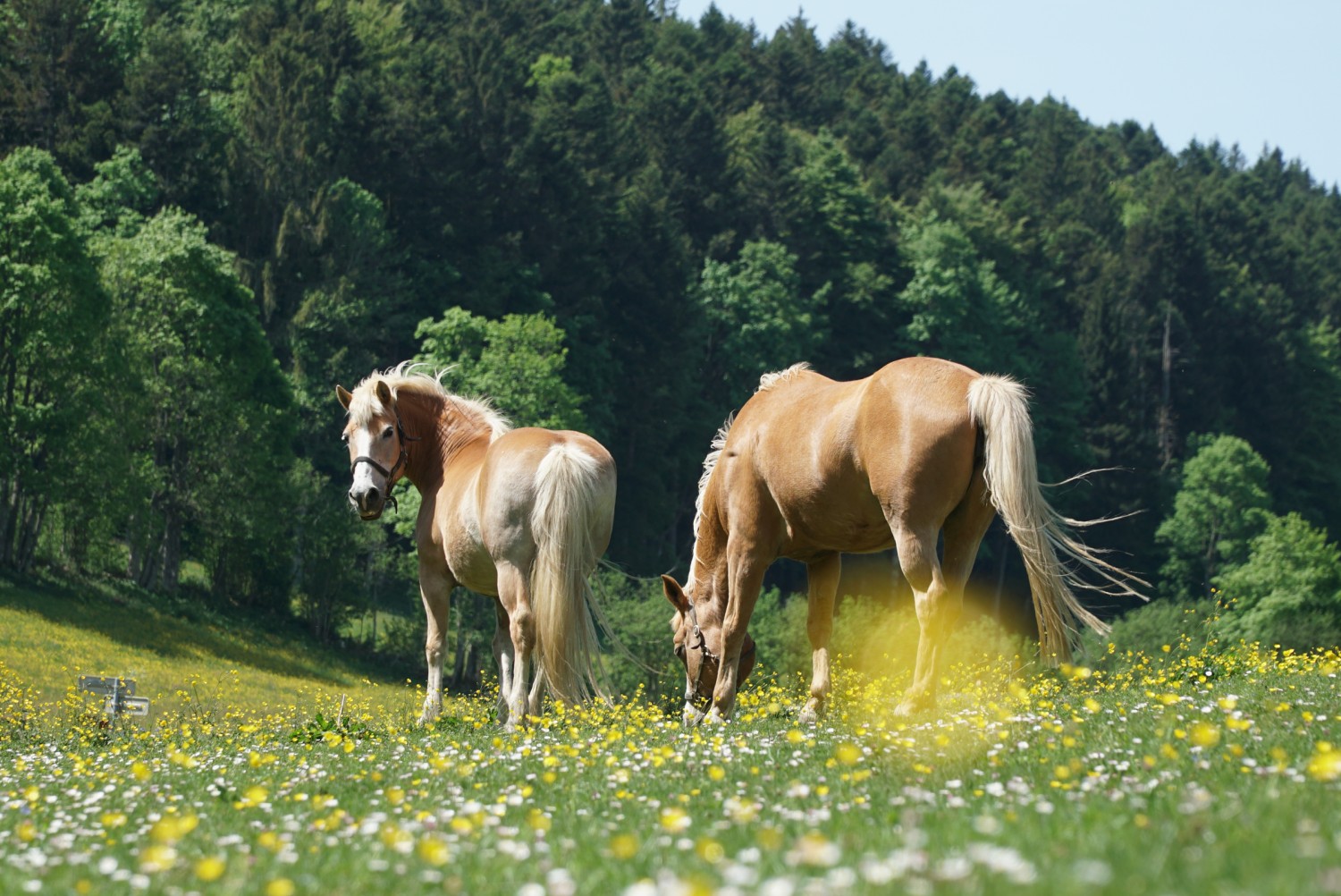 Des chevaux près du Mont-Cornu. Photo: Mia Hofmann