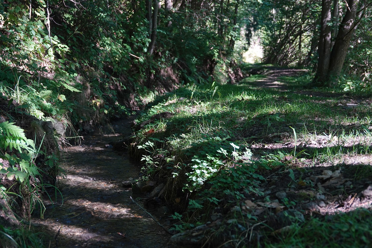 Creusé en pleine terre sur une grande partie de son parcours, le bisse se faufile dans les forêts de mélèzes et de feuillus. Photos: Frank-Olivier Baechler