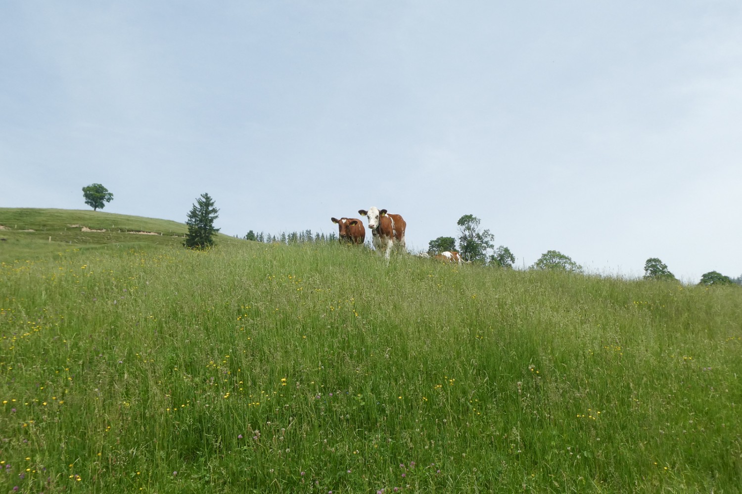 Dans la région d’Eriz, les prairies sont utilisées à des fins agricoles. Photo: Tatjana Häuselmann