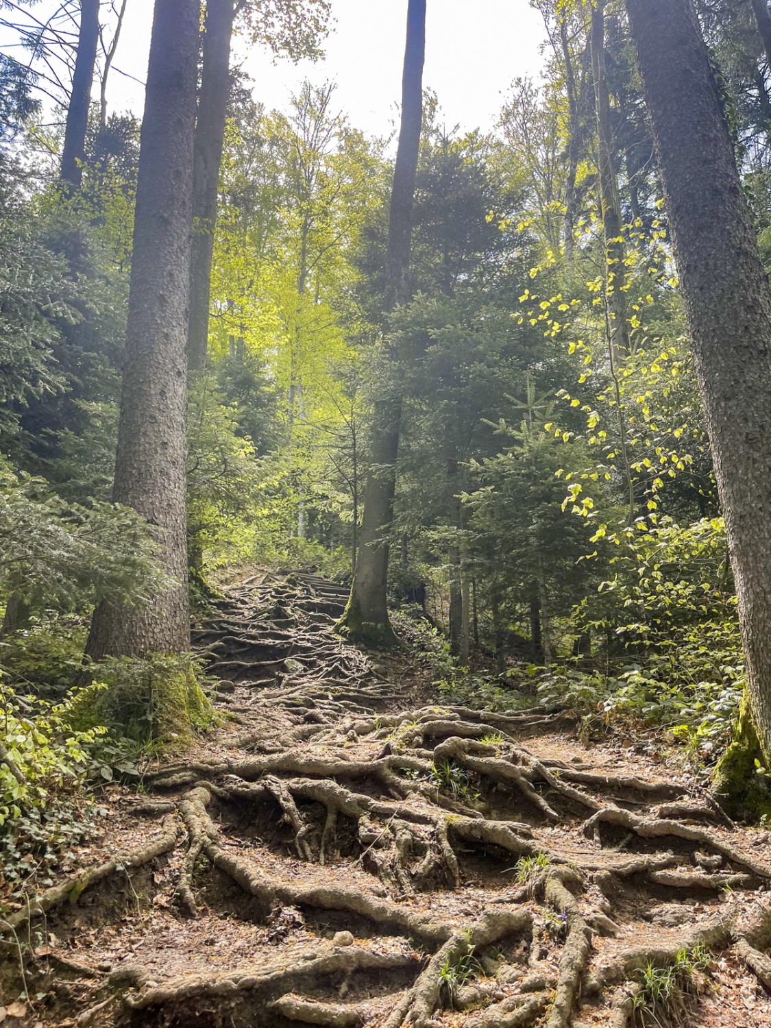 Le chemin à travers la forêt est parsemé ici et là de grosses racines.