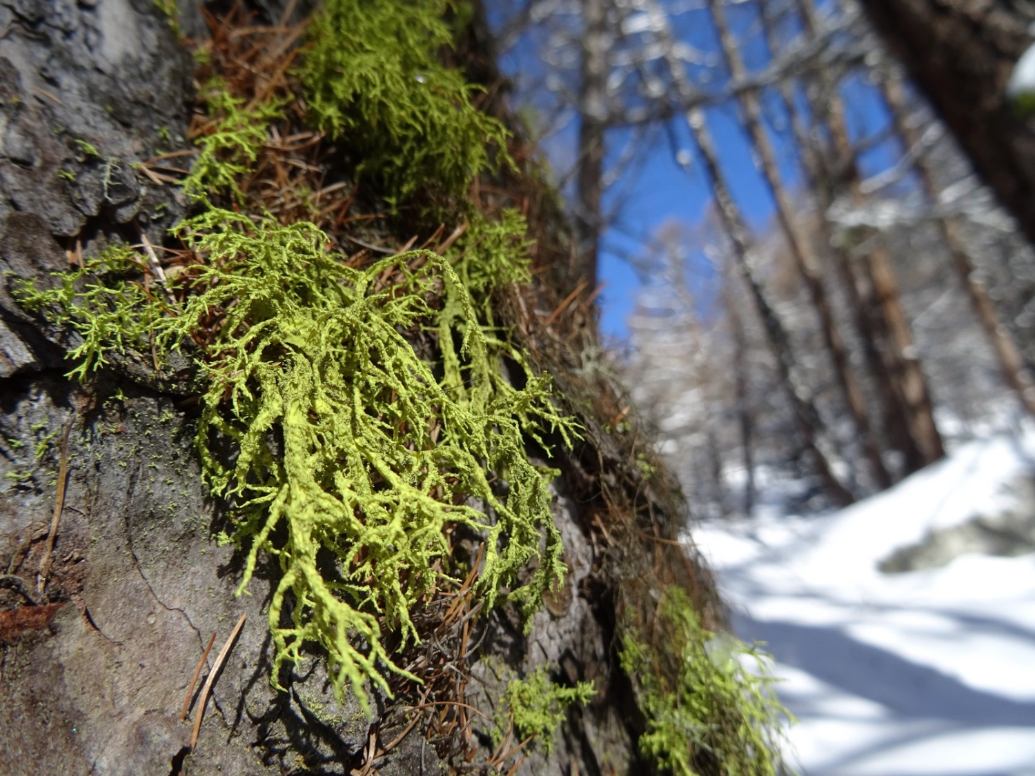 Le lichen tue-loup, d’un vert jaunâtre, s’épanouit sur l’écorce des mélèzes. Photo: Sabine Joss