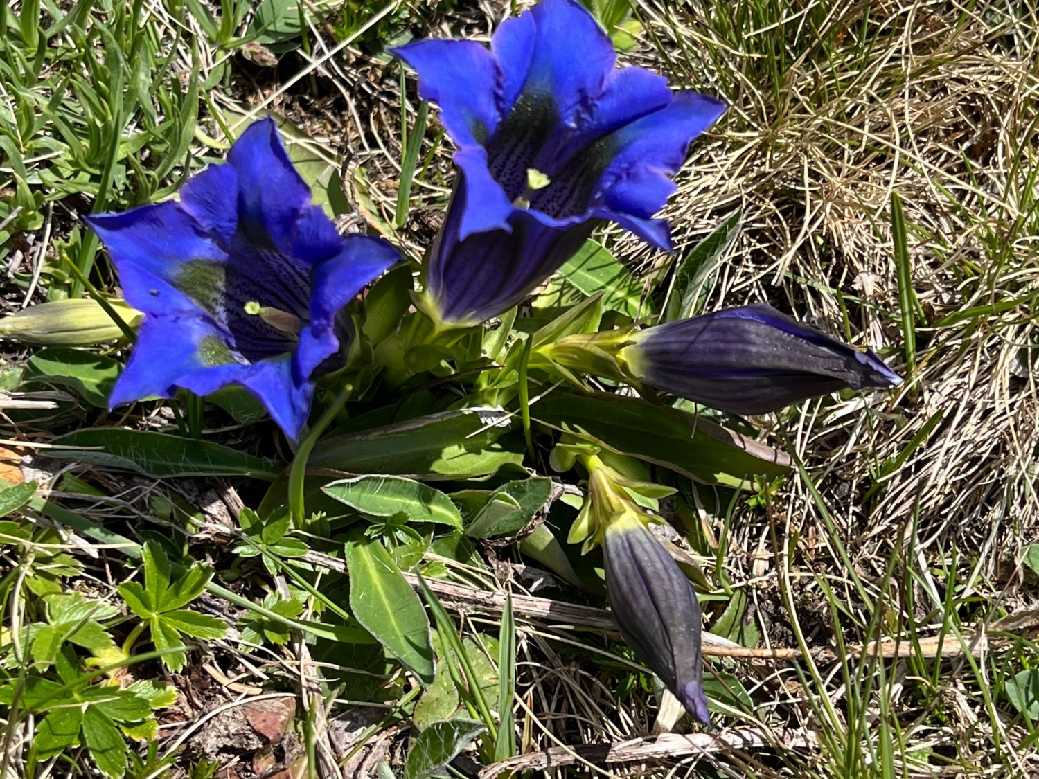 Foto: K. Lüönd