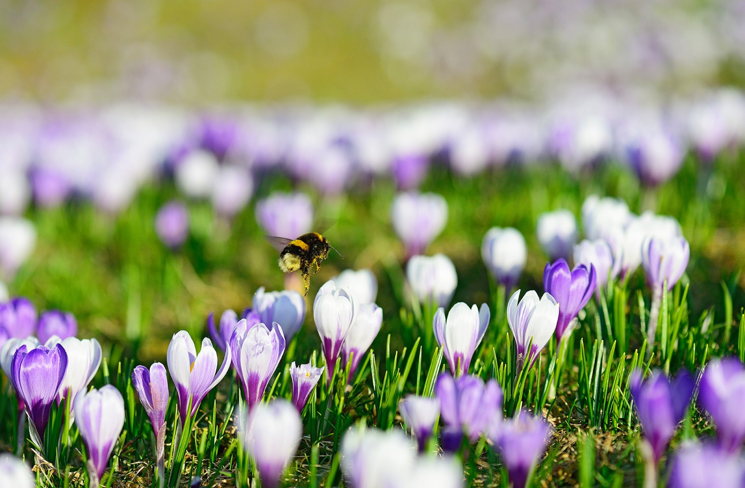 Les crocus fleurissent tôt dans l’année et sont donc la première source de nourriture des abeilles.