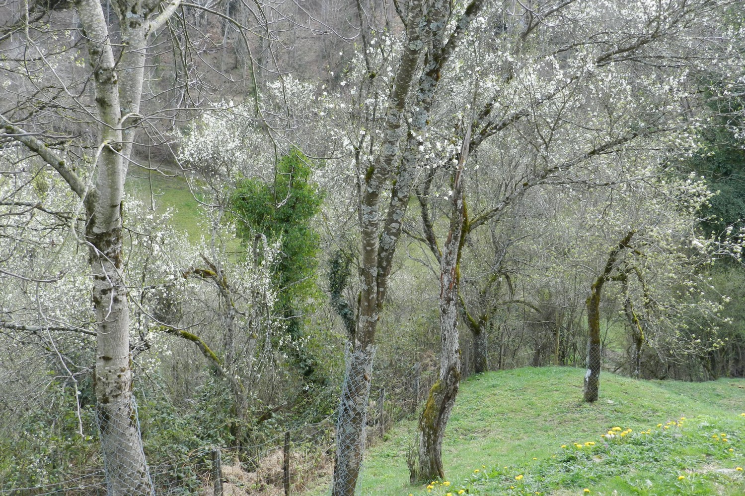 Le printemps et sa floraison marquent le début du cycle de production de la Damassine. Photo: Patricia Michaud