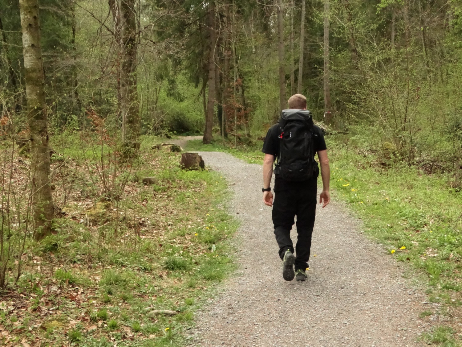 Der Weg führt durch den Auenwald.