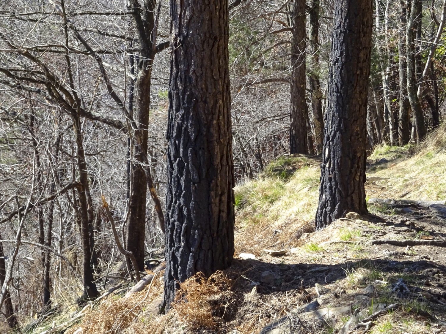 Bien que leurs troncs aient été carbonisés, les pins sylvestres ont survécu. Photo: Sabine Joss