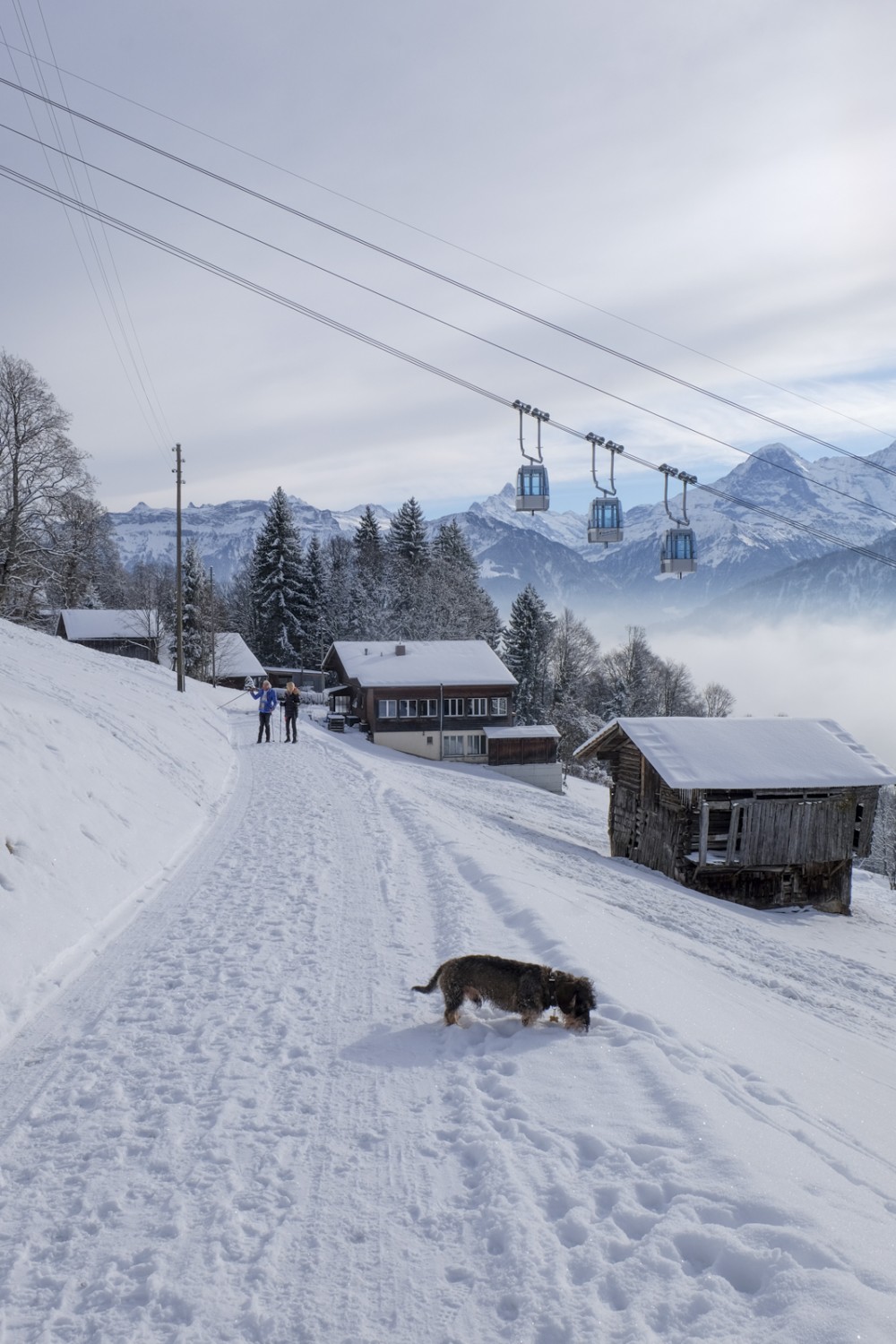 Au niveau de Dellacher, la télécabine du Niederhorn surplombe le chemin de randonnée hivernale. Photo: Elsbeth Flüeler