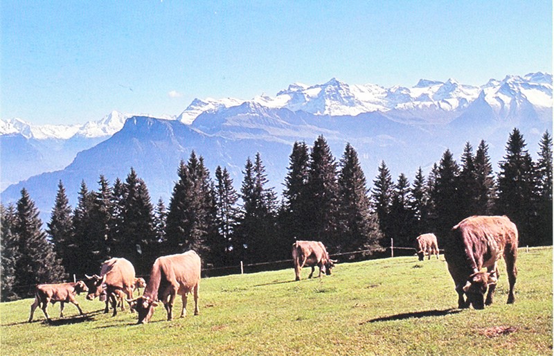 Les vaches s’intéressent plus à l’herbe savoureuse des pâturages qu’à la vue sur les sommets alentours. Photo: Franz Auf der Maur