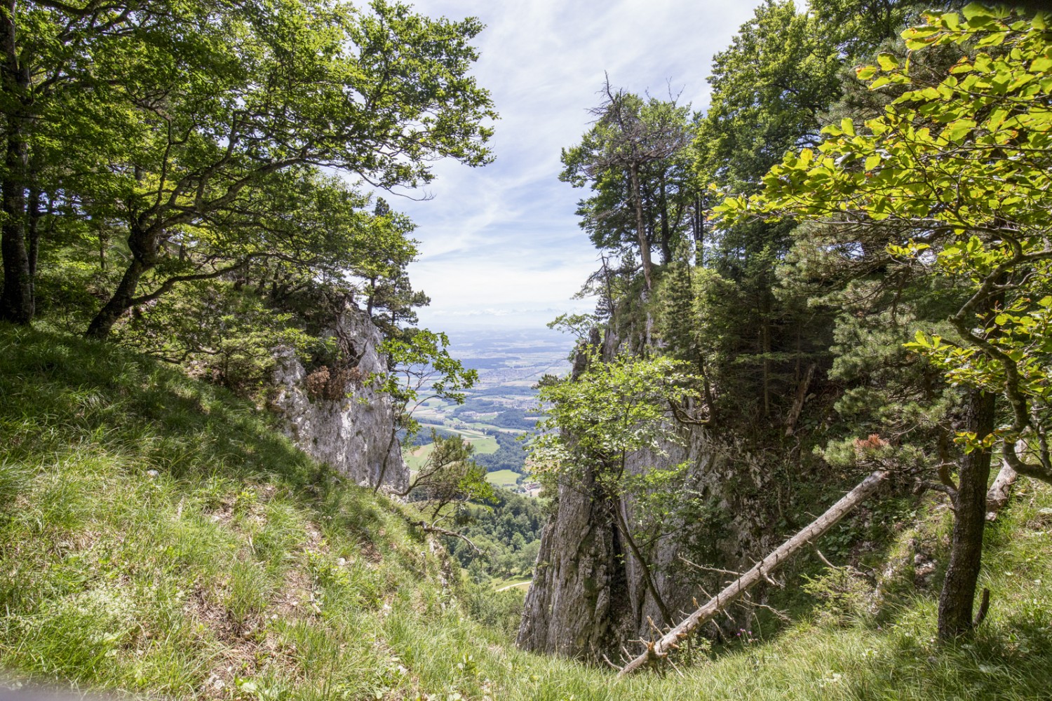 Ici et là, sur la Chambenflüe, la vue s’ouvre sur le Plateau. Photo: Daniel Fleuti 