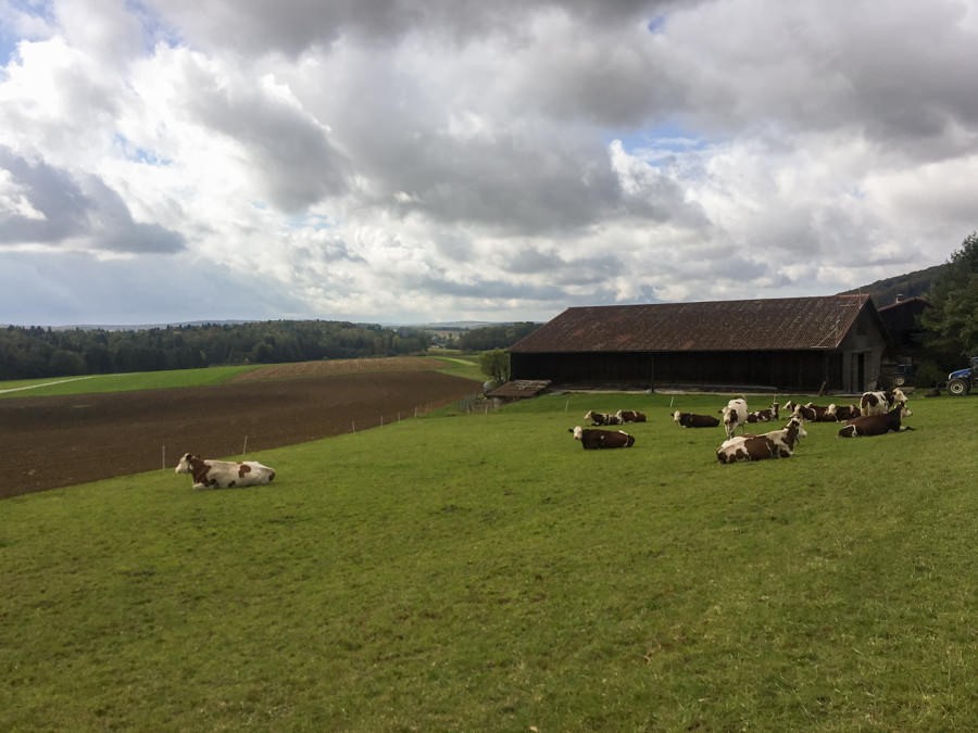 Des vaches ruminent en toute quiétude dans cette région d’Ajoie. Photo: Vera In-Albon