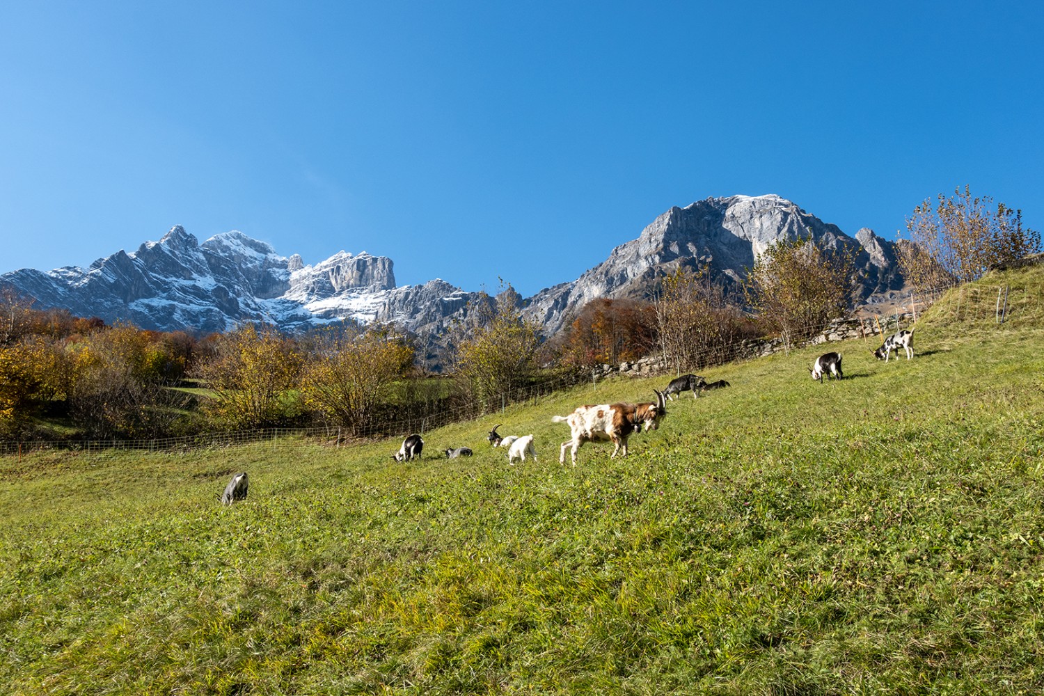 Chèvres au pâturage dans la descente vers Mitlödi. A l’arrière-plan, à gauche, le Vrenelisgärtli, à droite, le Vorderglärnisch.
