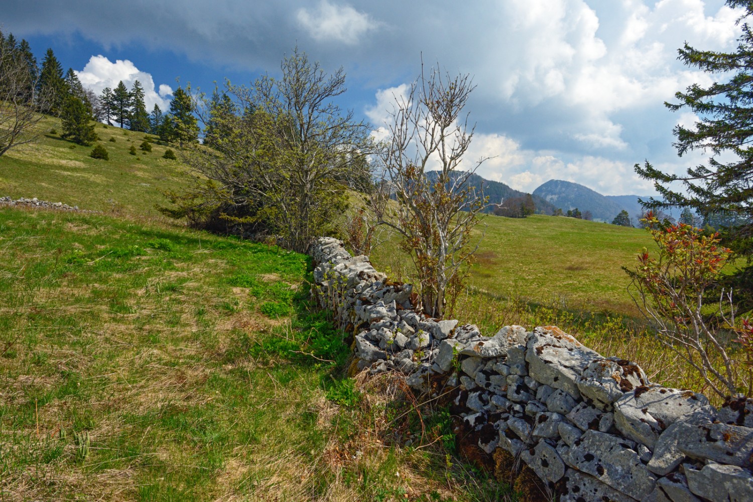 Des murs de pierres sèches séparent les propriétés et les pâturages sur le Bettlachstock. Photo: natur-welten.ch