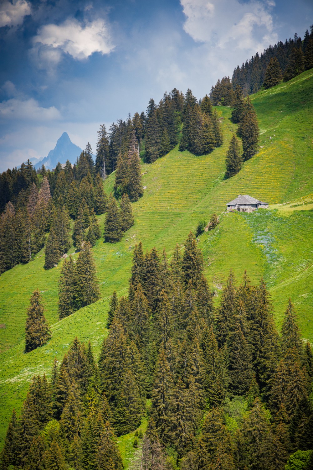 «Là-haut sur la montagne, l’était un vieux chalet …» A certains endroits de la randonnée, on se croirait presque dans une chanson de l’abbé Bovet. Photo: Severin Nowacki