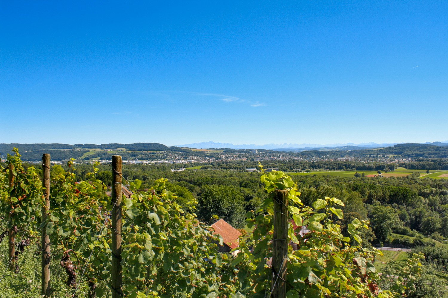 La randonnée panoramique traverse longuement le vignoble d’Iselisberg, qui produit un Pinot Noir de très bonne réputation. Photo: Stefan Birchler