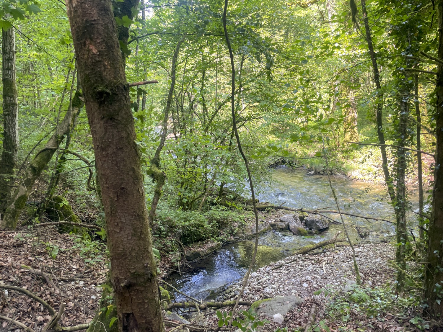 Natura allo stato puro: il sentiero serpeggia lungo il corso d’acqua attraverso il bosco. Foto: Vera In-Albon