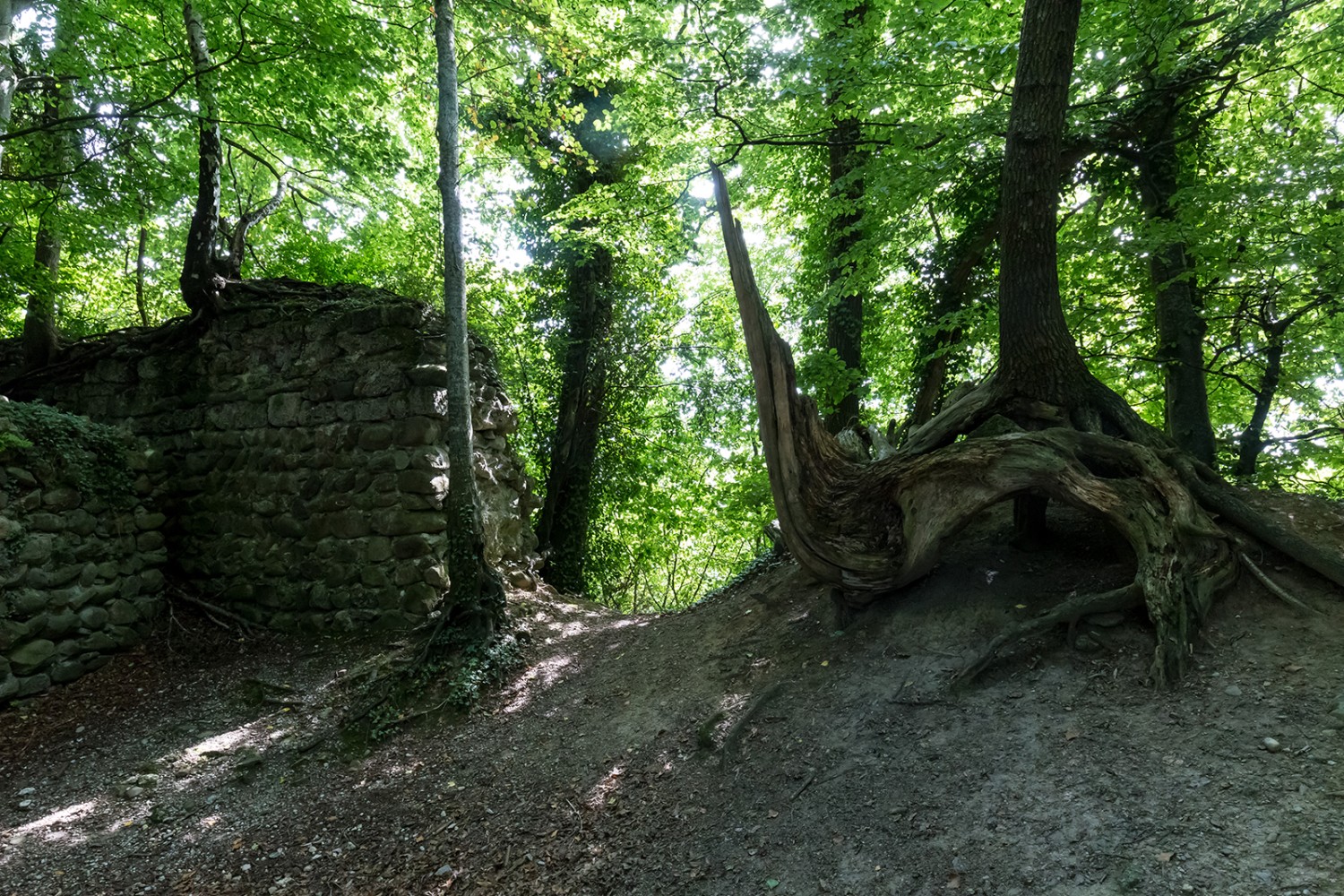 Plus que quelques vestiges de murs: les ruines de Heuberg.