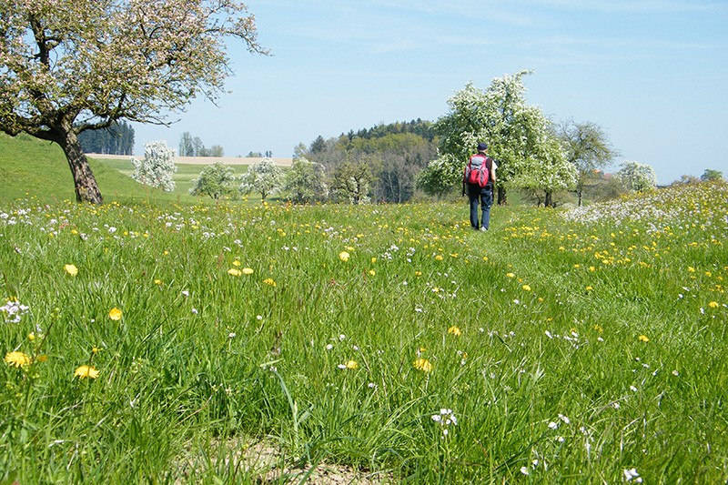 Randonnée printanière par des prairies fleuries et d'arbres à haute tige  en plaine floraison.               Photo: Maria Zachariadis