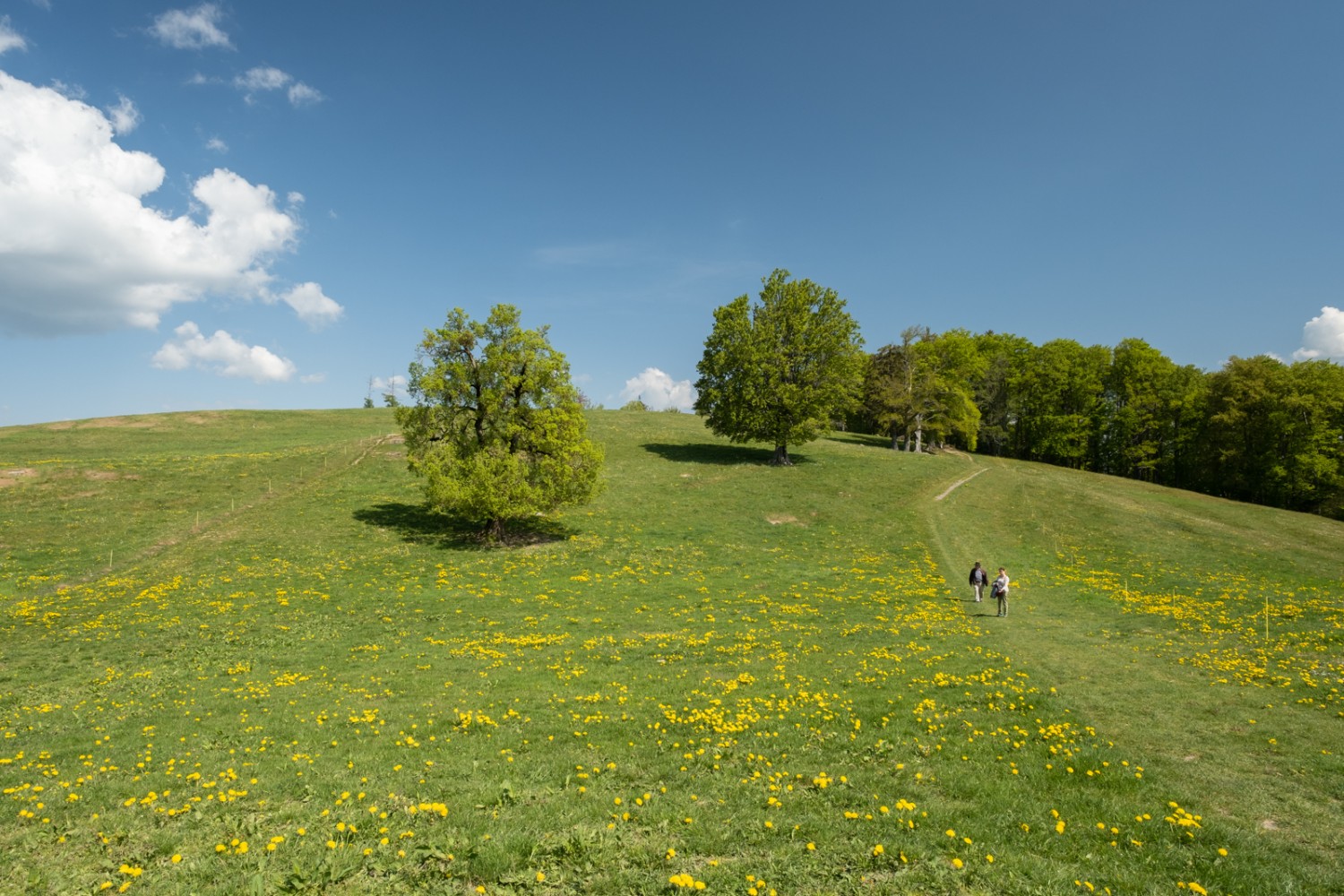 Pur printemps à la descente du Mont Chesau ; les pissenlits en fleur colorent les prairies en jaune.