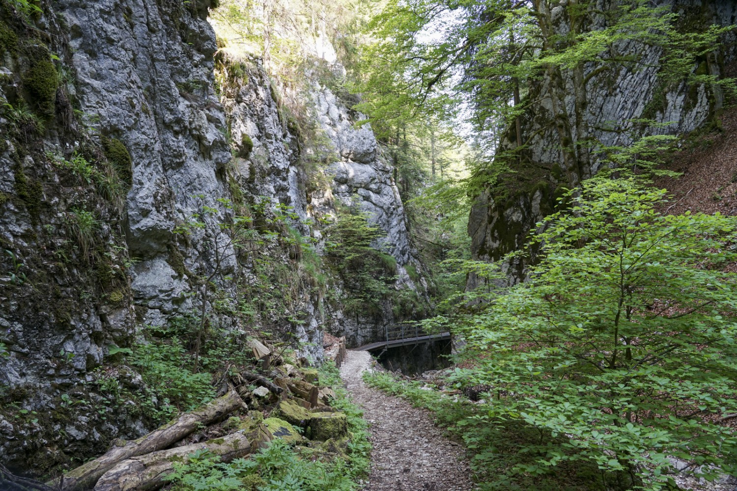 Au début, le chemin est agréablement plat. Photo: Reto Wissmann