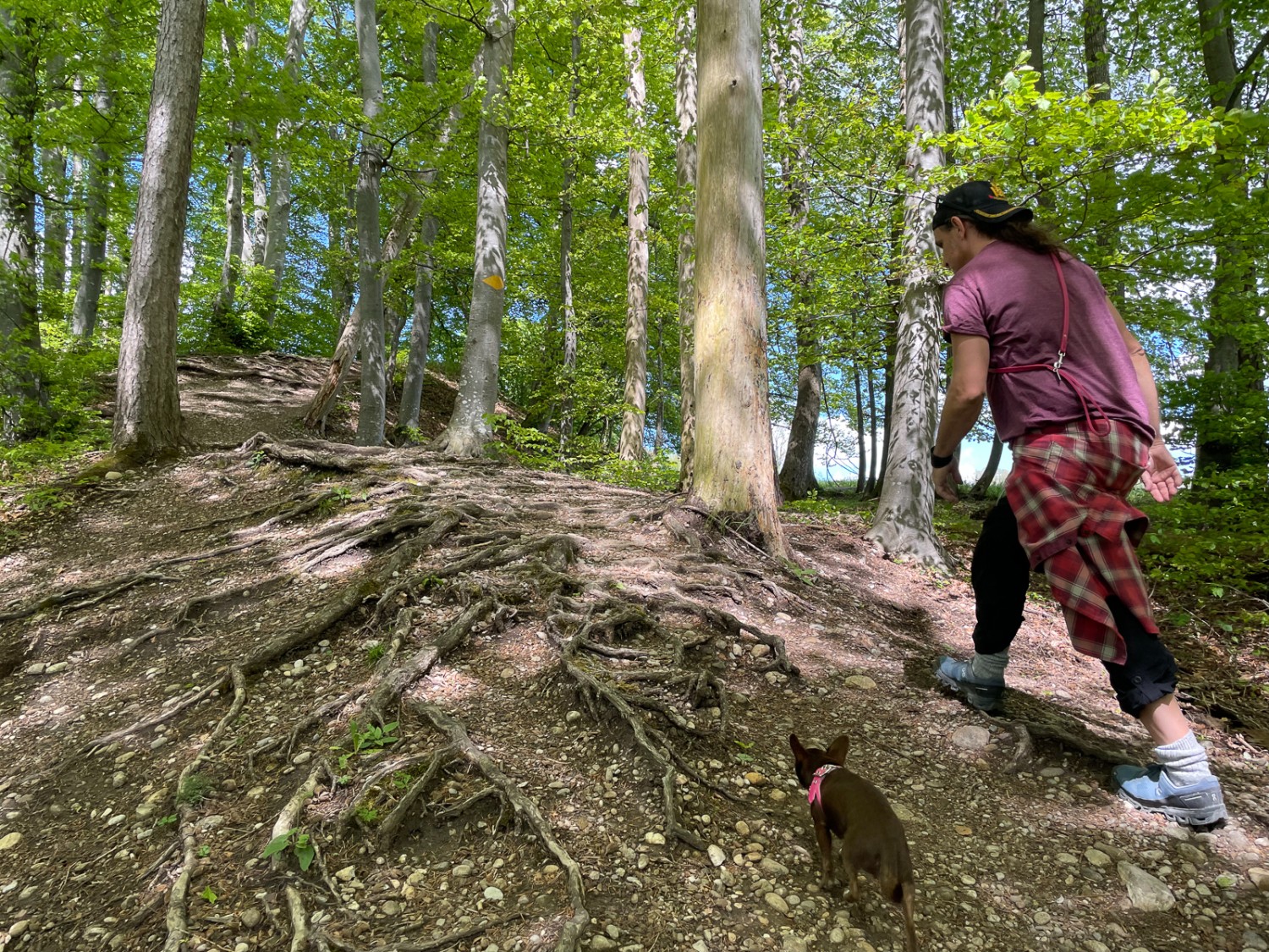 Les racines sont légion lors de la montée vers le Schauenberg. Photo: Vera In-Albon