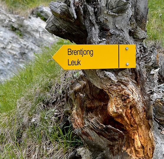 Un vieil arbre montre la voie à suivre.