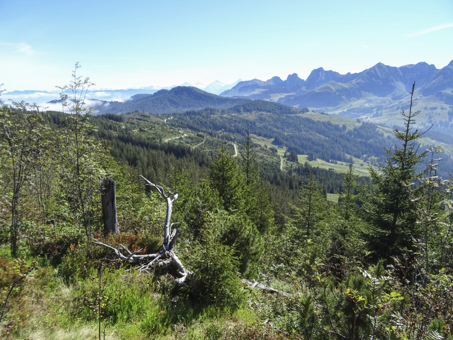 La forêt qui repousse est plus diversifiée et résistera mieux aux tempêtes. Photo: Sabine Joss