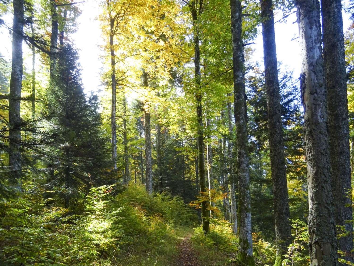 Dans la descente: cette forêt mixte est mieux protégée contre les tempêtes qu’une forêt d’épicéas. Bild: Sabine Joss