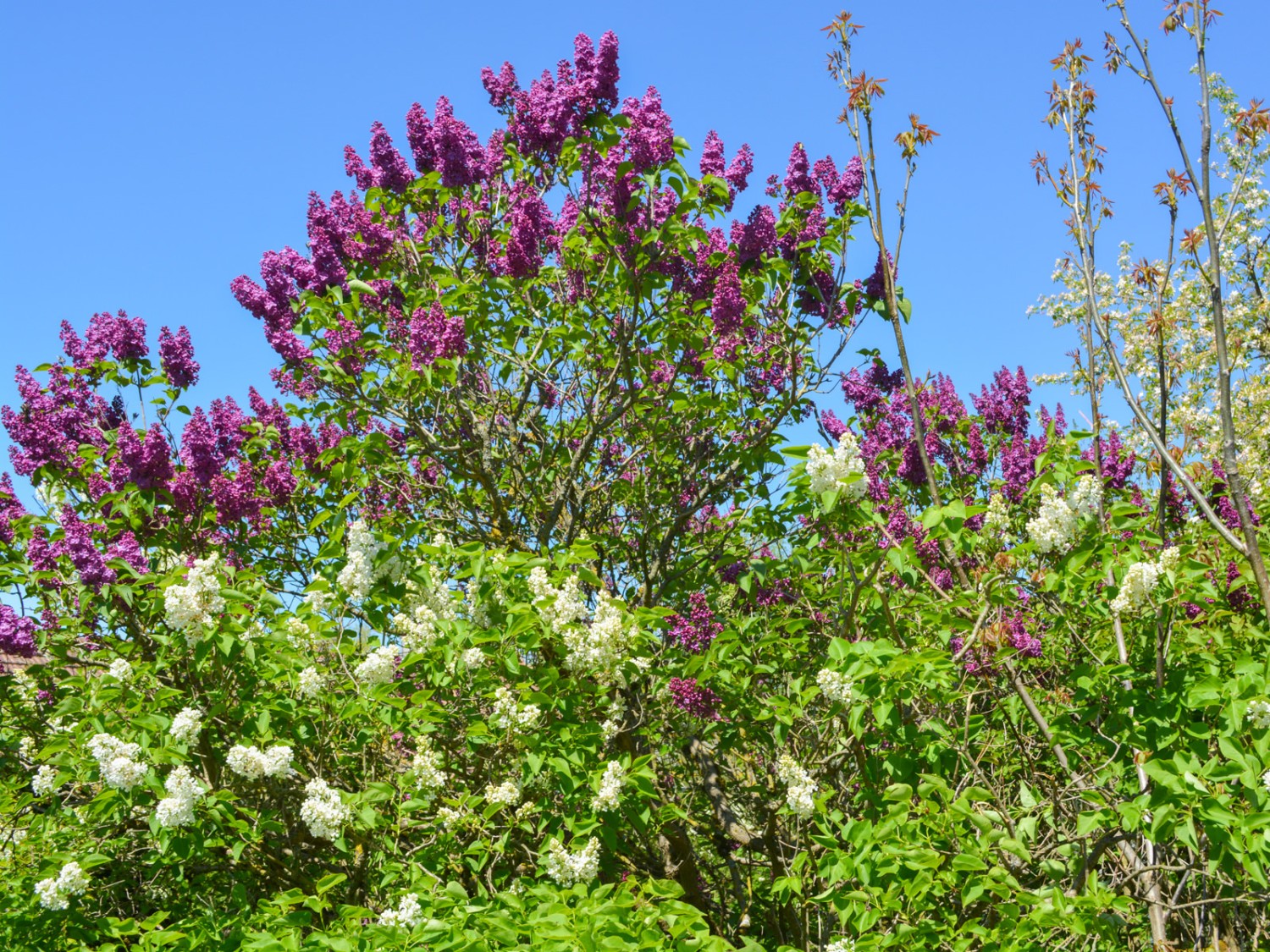 Des lilas en fleur et d’autres arbustes embellissent les jardins dans le quartier Neugrütt. Photo: Werner Nef