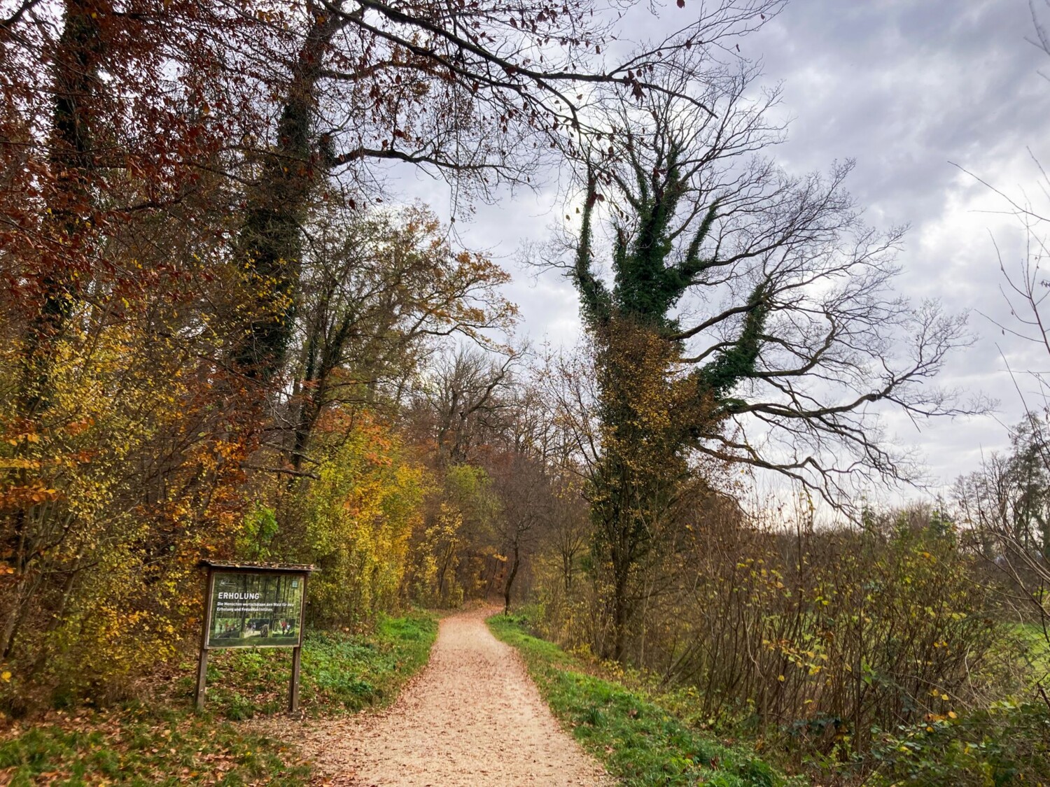Die Wanderung führt durch herbstliche Wälder.