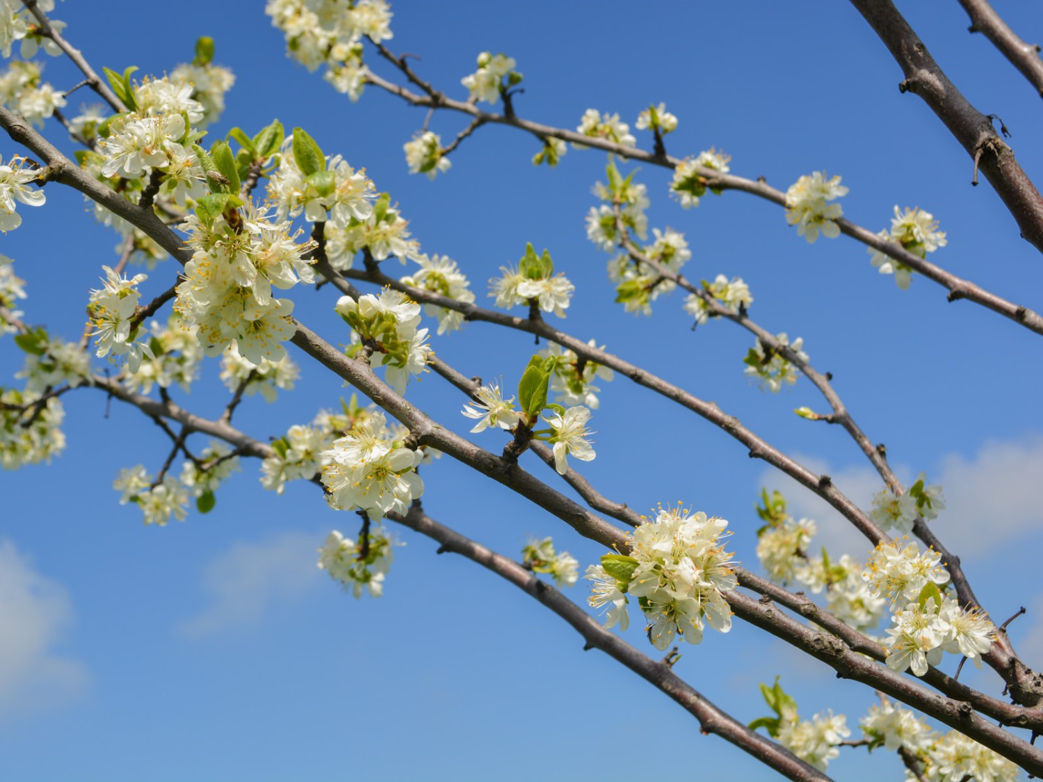 Partout fleurissent les cerisiers, dont les fruits sont distillés pour la production du célèbre kirsch de Zoug. Photo: Werner Nef
 
