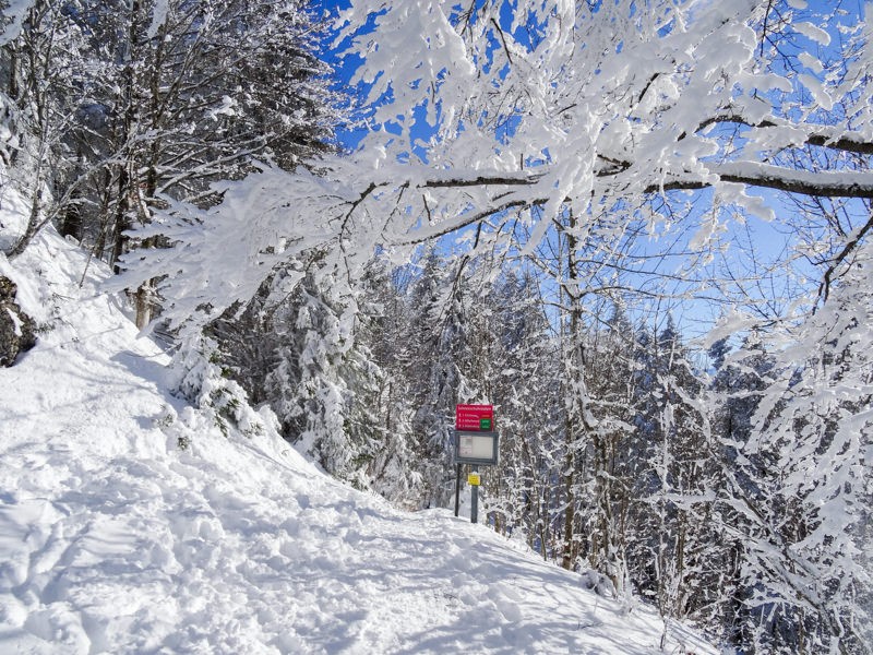 Il faut d’abord se faufiler entre les arbres. (Photo: Vera In-Albon)