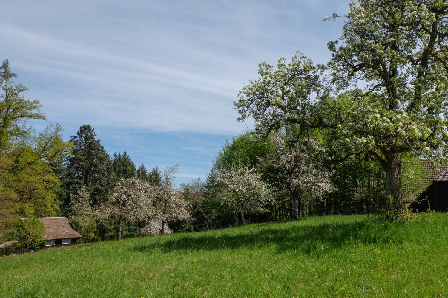 La randonnée mène à travers des prairies où les arbres fleurissent au printemps. Photo: Elsbeth Flüeler