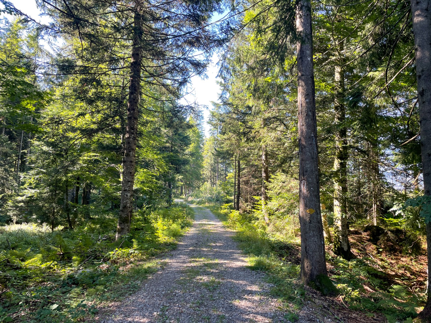 À travers la forêt de Bruggerenwald en direction du Hochalp. Photo: Claudia Peter
