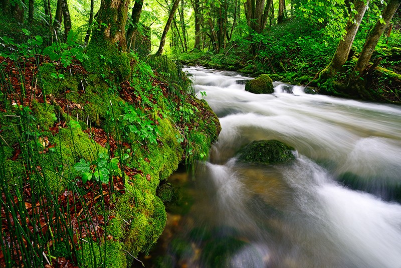 Lors de fortes pluies et d’orages, l'Aubonne enfle et devient sauvage, chariant arbres et buissons. Photos: natur-welten.ch