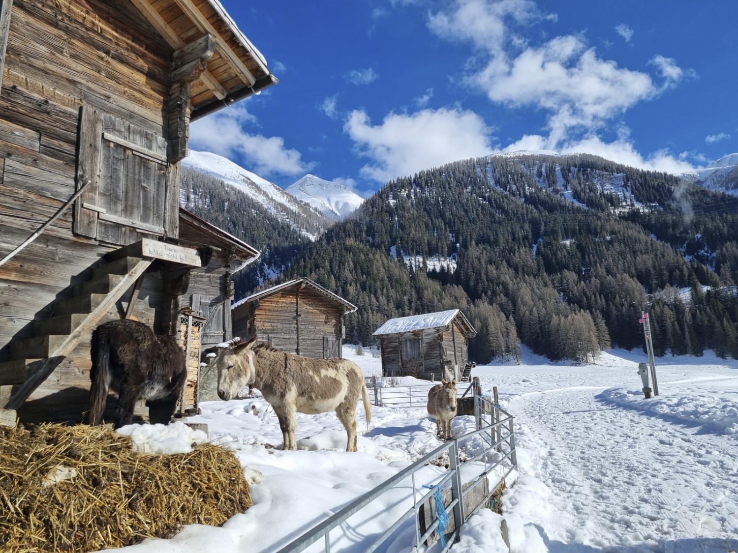 Des compagnons poilus peu avant la gare de Biel. Photo: Nathalie Stöckli