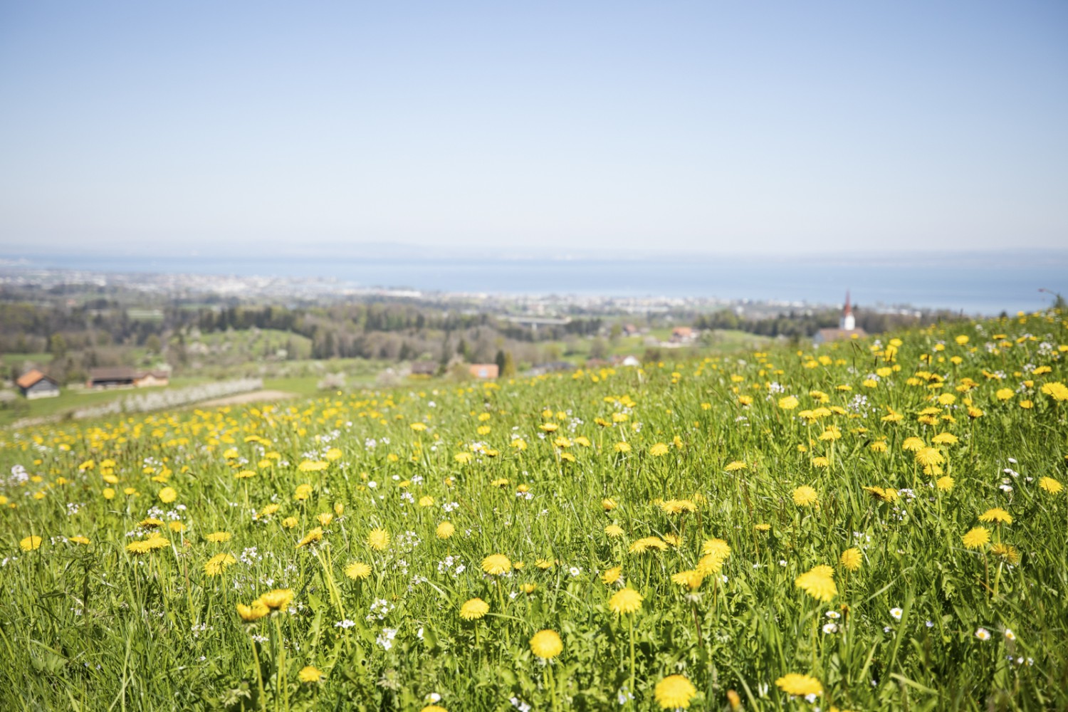 Blühende Blumenwiesen auf dem Weg zum Gasthaus Höchi. Bild: Wanderblondies