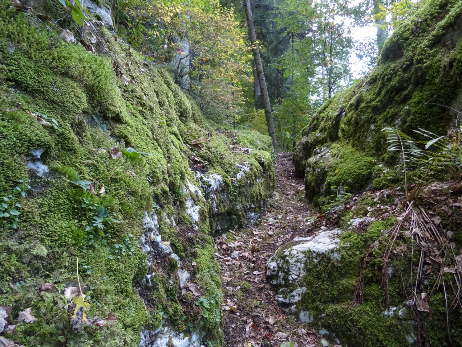 Typique du Jura : le sentier étroit se serpente à travers des rochers couverts de mousse. Bild: Sabine Joss