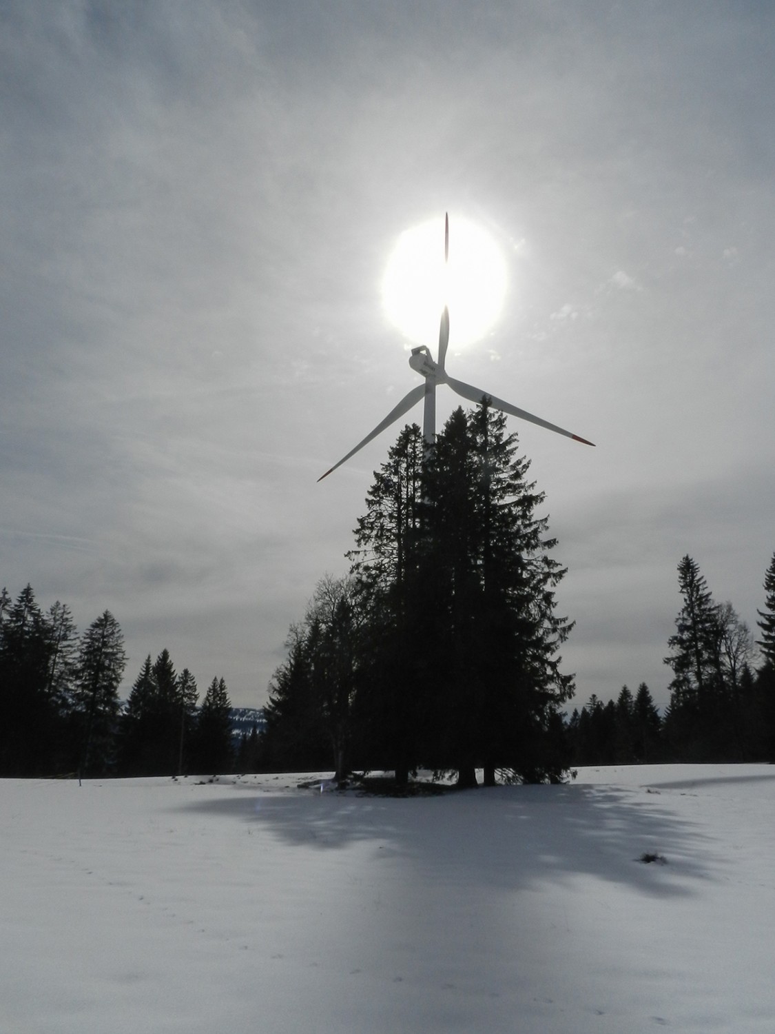 Au détour des arbres, on aperçoit les gigantesques pales des éoliennes.