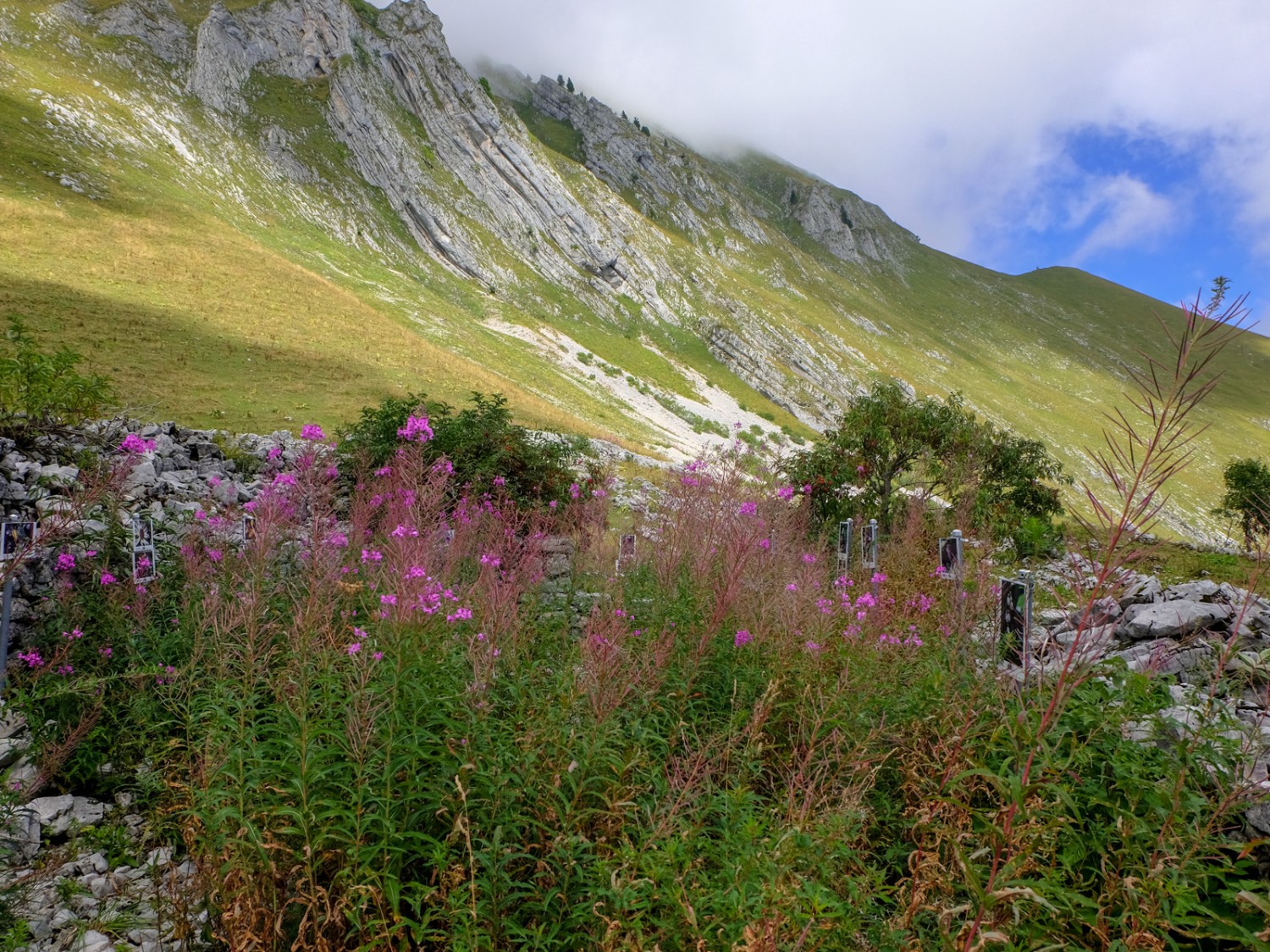 Là où se trouvait autrefois une cabane alpine, aujourd'hui l'épilobe s'épanouit, signe qu'il y avait une cheminée. Photo: Elsbeth Flüeler