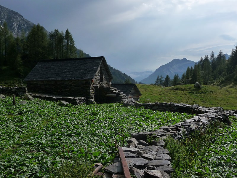 Harmonisch eingebettet in die Landschaft liegt diese Alphütte Corte Mognòla. Bild: Barbara Steinmann