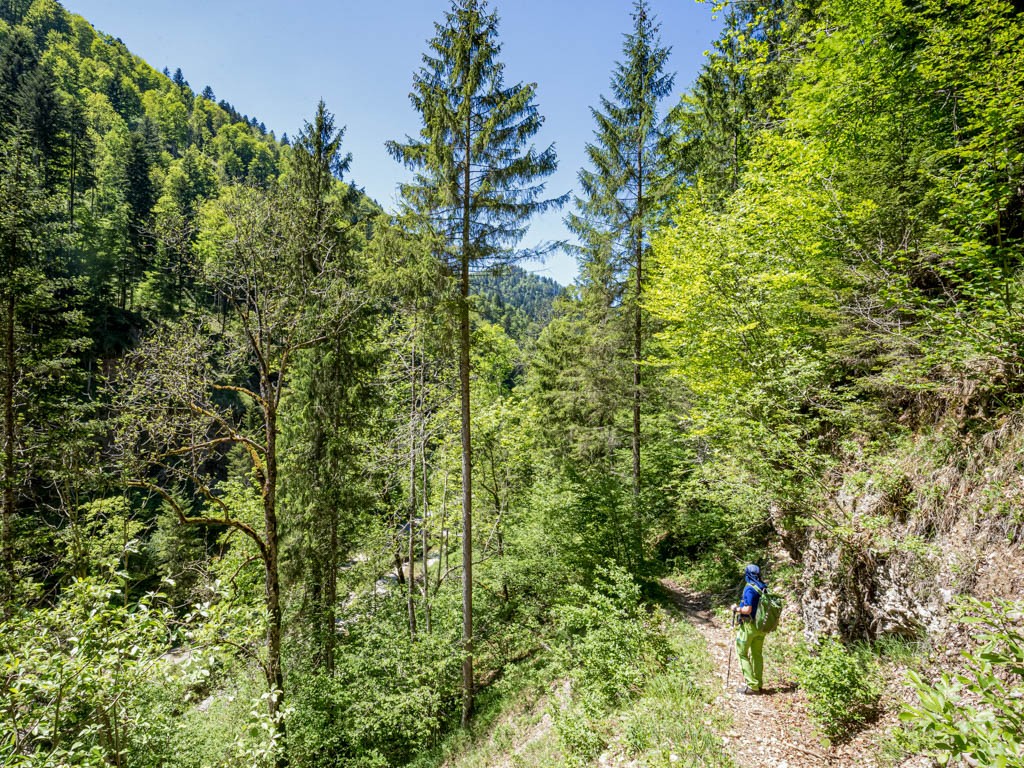 Par la forêt de protection depuis le Dägelschberg pour rejoindre Tössscheidi.